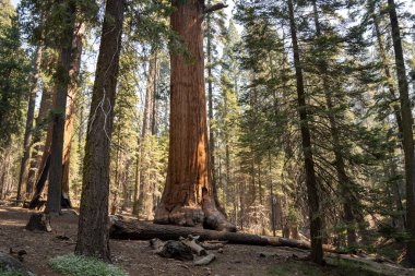 Sequoia National Park California