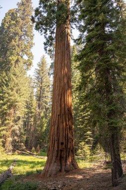 Kaliforniya 'daki sequoia Ulusal Parkı