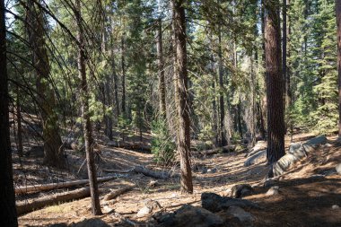 Yosemite Ulusal Parkı Kaliforniya 'da