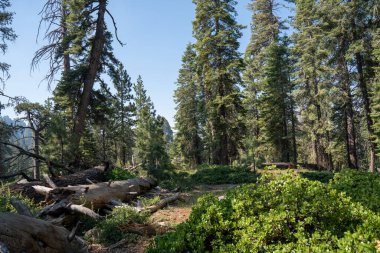 Yosemite Ulusal Parkı Kaliforniya 'da