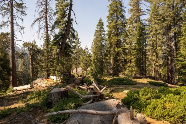 Çam ağacı ormanı güneşli bir günde bir dağ yamacında