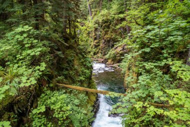 Oregon 'daki ormanda bir şelale manzarası