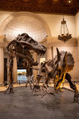 Londra 'daki Doğal Tarih Müzesi, İngiltere