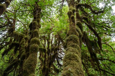 Ormanda güzel yeşil ağaçlar