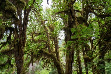 yeşil ağaçlar ve bitkiler, orman