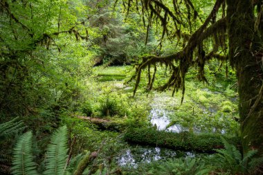 green forest in the middle of the river clipart