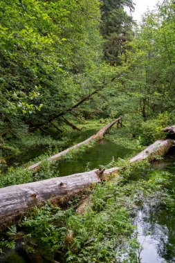Ormanın güzel manzarası