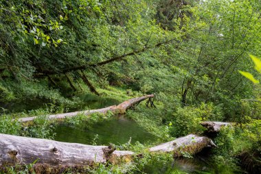 Ormanın güzel manzarası
