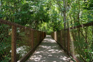 Bahçedeki bambu ormanı