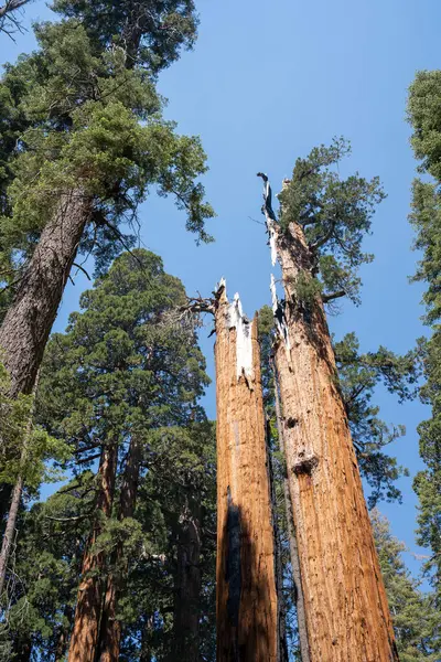 stock image a large giant giant white and grey pine trees on a blue sky background