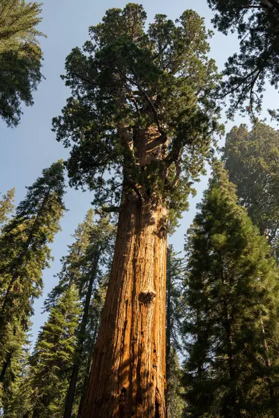 stock image sequoia trees in the national park, california