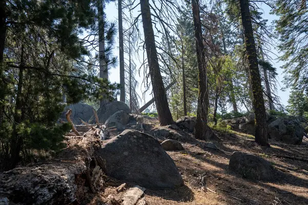 stock image trees and stones in yosemite national park