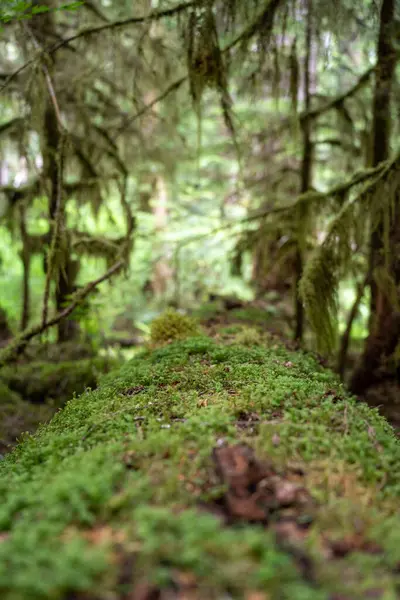 Stock image moss and fern in the forest