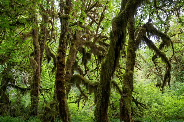Dağlardaki ağaçların güzel ormanları