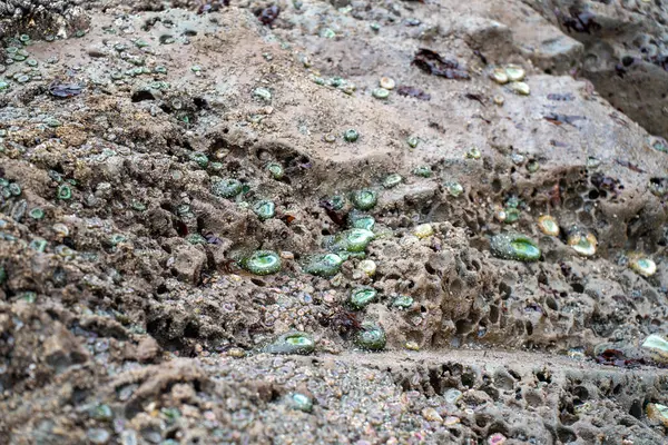 Ormanda yeşil yosun