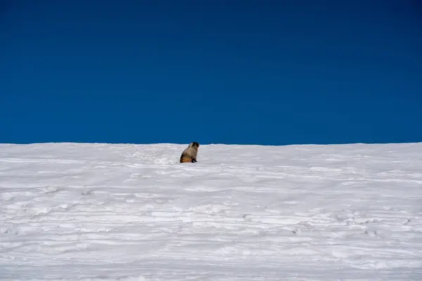 stock image polar bear on the snow