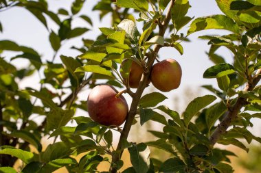 Ağaç dalında olgun elmalar. Meyve bahçesinde olgun elmalar olan elma ağacı. Elmalar yapraklı bir dalın üzerindedir. organik gıda.
