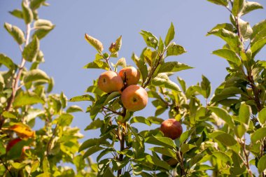 Olgun elmalar ağaçta