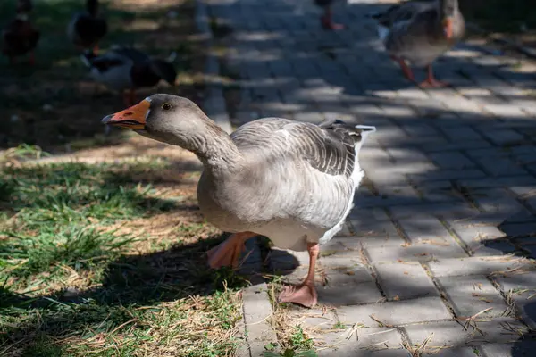 Gölde bir ördek sürüsü
