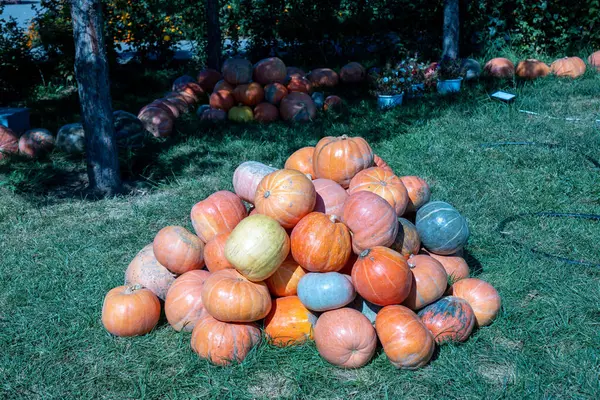 Markette renkli balkabakları