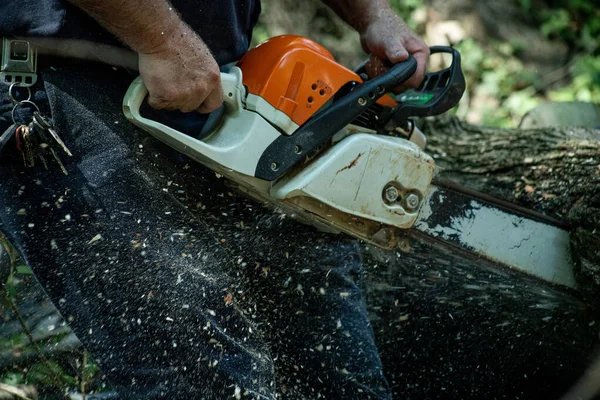 stock image Lumberjack cutting a tree with a chainsaw in the forest. man running chainsaw flinging sawdust. working class. blue-collar. hardworking, tough