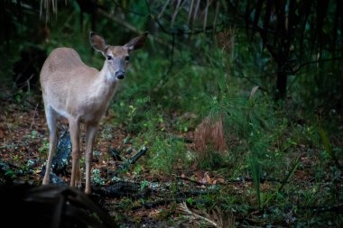 Edisto Adası 'ndaki ormanda genç bir geyik