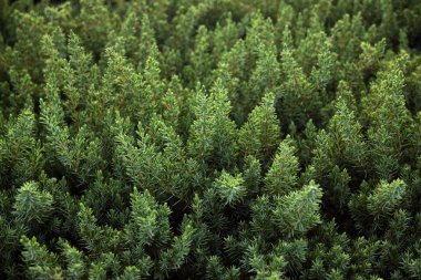 Her yeri çevreleyen çalıları, çalıları kapatın.