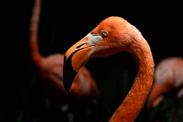 Close Cabeça Flamingo Rosa Vibrante — Fotografia de Stock