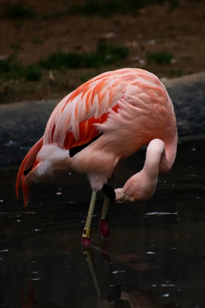 Élénk Rózsaszín Flamingó Tisztítja Magát Lehajtott Fejjel — Stock Fotó