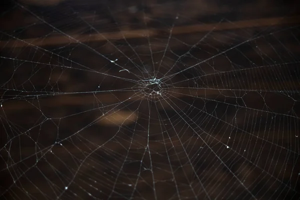 Spinnennetz Auf Braunem Hintergrund — Stockfoto