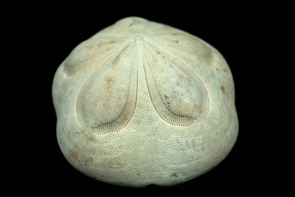 Galleta Mar Aislada Sobre Fondo Negro —  Fotos de Stock