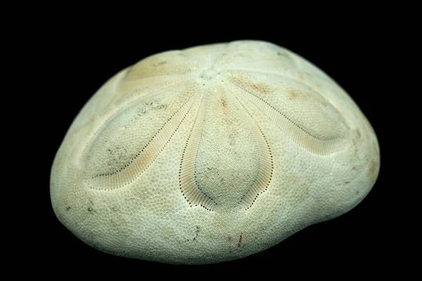 Galleta Mar Aislada Sobre Fondo Negro —  Fotos de Stock