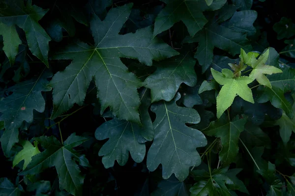 Oak Maple Leaves Background — Stock Photo, Image