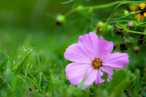 Cosmos Fleur Pleine Floraison Dans Herbe — Photo