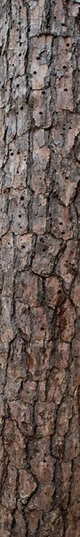 Textur Der Baumrinde Hintergrundbild Kornmuster Kopierraum — Stockfoto