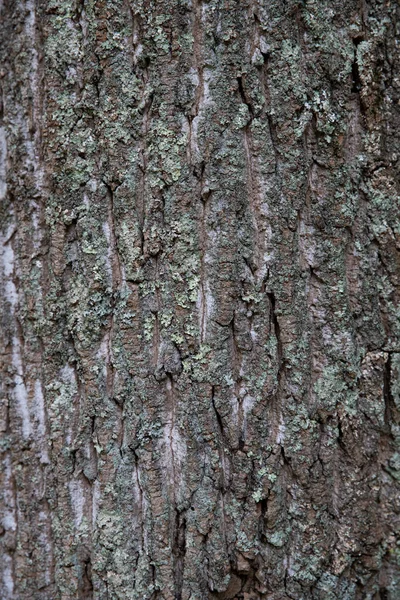 Textur Träd Bark Bakgrund Foto Spannmål Mönster Kopiera Utrymme — Stockfoto