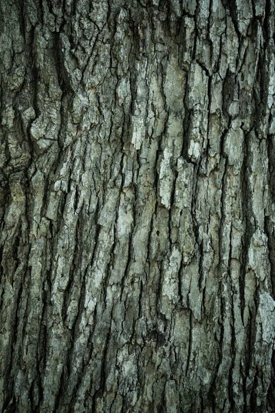 stock image texture of tree bark with green, brown, and gray tones. background photo, grain pattern, copy space