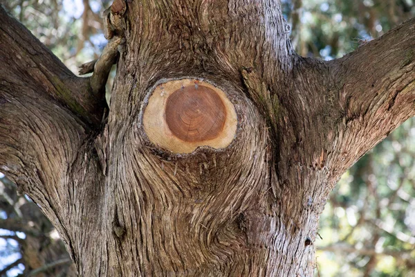 Nahaufnahme Des Baumstammes Mit Entfernten Gliedmaßen Beschnittenem Baum Zurückgeschnittenen Gliedmaßen — Stockfoto
