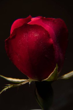 Siyah arkaplan ile gül tomurcuğu açılış ilkbaharı