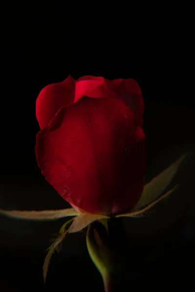 Rose Pąk Otwarcie Wiosna Czarnym Tle — Zdjęcie stockowe