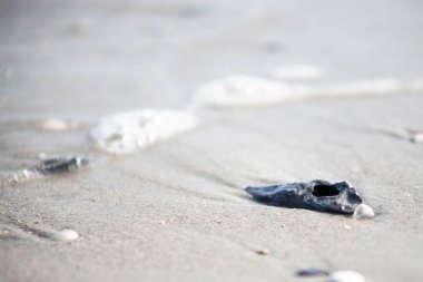 Sahilin kıyısındaki kumsalda deniz kabukları fotokopi alanımız var.