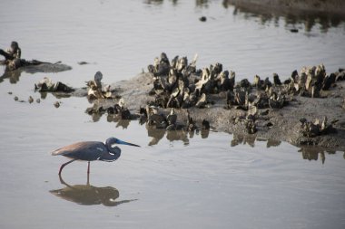 Küçük gri kahverengi balıkçıl ya da balıkçıl gibi bir bataklıkta duruyor.