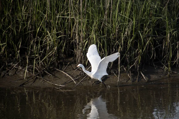 Μεγάλο Λευκό Egret Ερωδιός Απογειώνεται Πετούν Έξω Από Ένα Βάλτο — Φωτογραφία Αρχείου