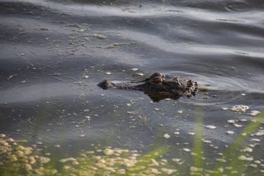 Bataklık sularındaki timsah ya da timsahı fotokopi uzayıyla kapatın.