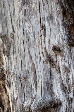 Ağacın kabuksuz dokusu