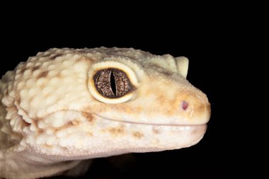 Profil görünümlü bir leopar kertenkelesinin fotoğrafını kapat. Leopar kertenkele gözü göz kamaştırıcı..