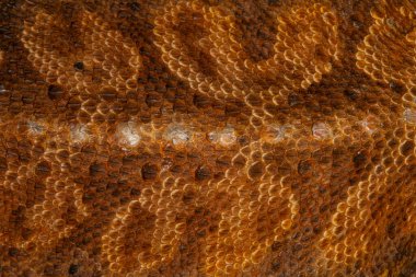 close up photo of the scales of a bearded dragon lizard, top view clipart