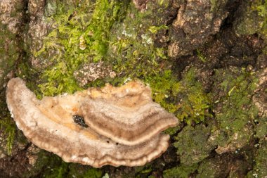 Mantar mantarlı ve yosunlu bir ağaç kabuğunun üzerini kapatın..