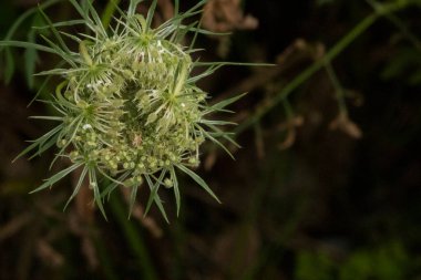 Kraliçe Anne 'in Lace White Wildflower' ını kapatın. Bu çiçek tomurcuğu hala açılıyor. Ayrıca Kuş Yuvası Çiçeği, Arı Yuvası, Piskopos Danteli ve Vahşi Havuç olarak da bilinir.. 