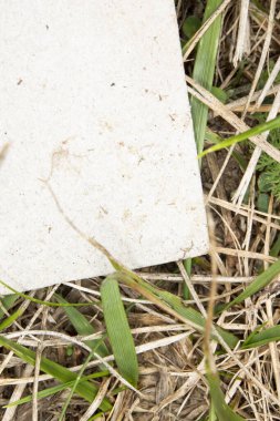 Close up of white paper littering the roadside. Polluting the environment and leaving trash and garbage. Background with copy space.  clipart